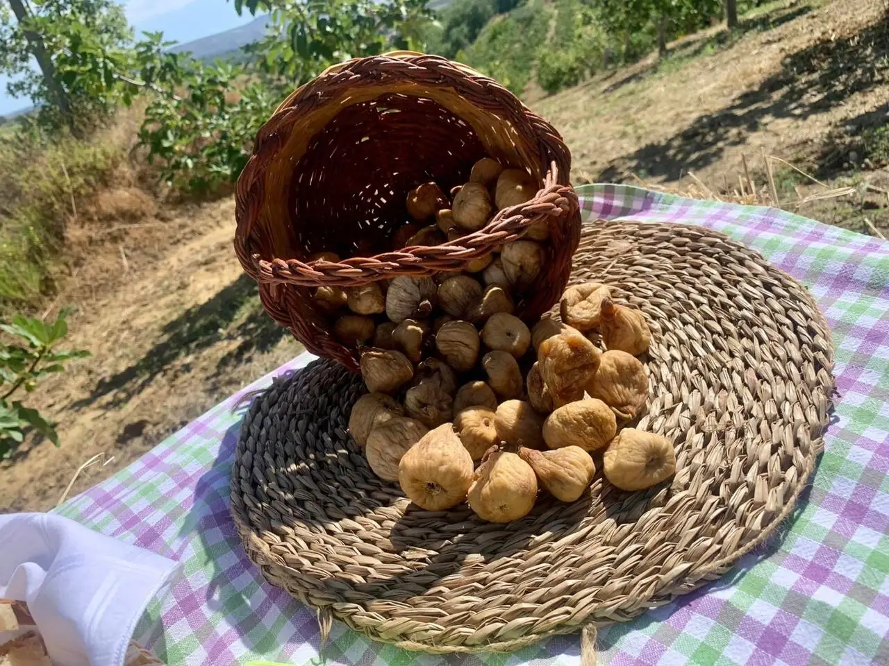 Fichi di Cosenza D.O.P.