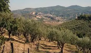 Uliveto Marchesato di Crotone