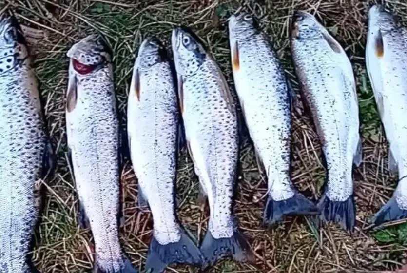 Trota fario (foto Annunziato Talarico)