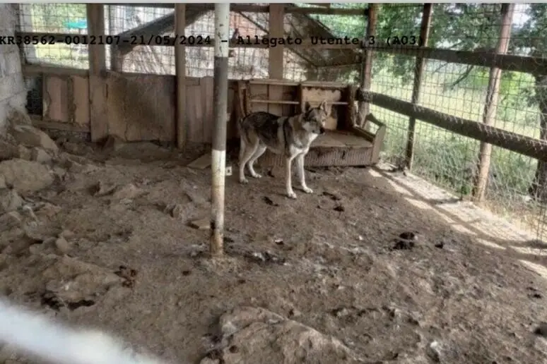 Canile abusivo