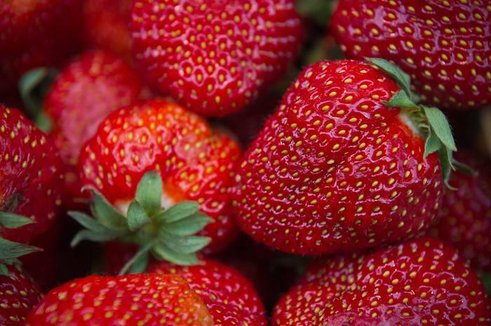 Le fragole di Acconia