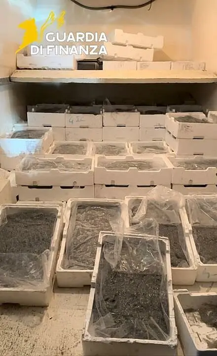 Il novellame sequestrato