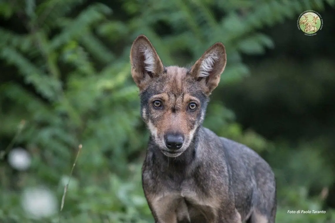 Cucciolo di lupo