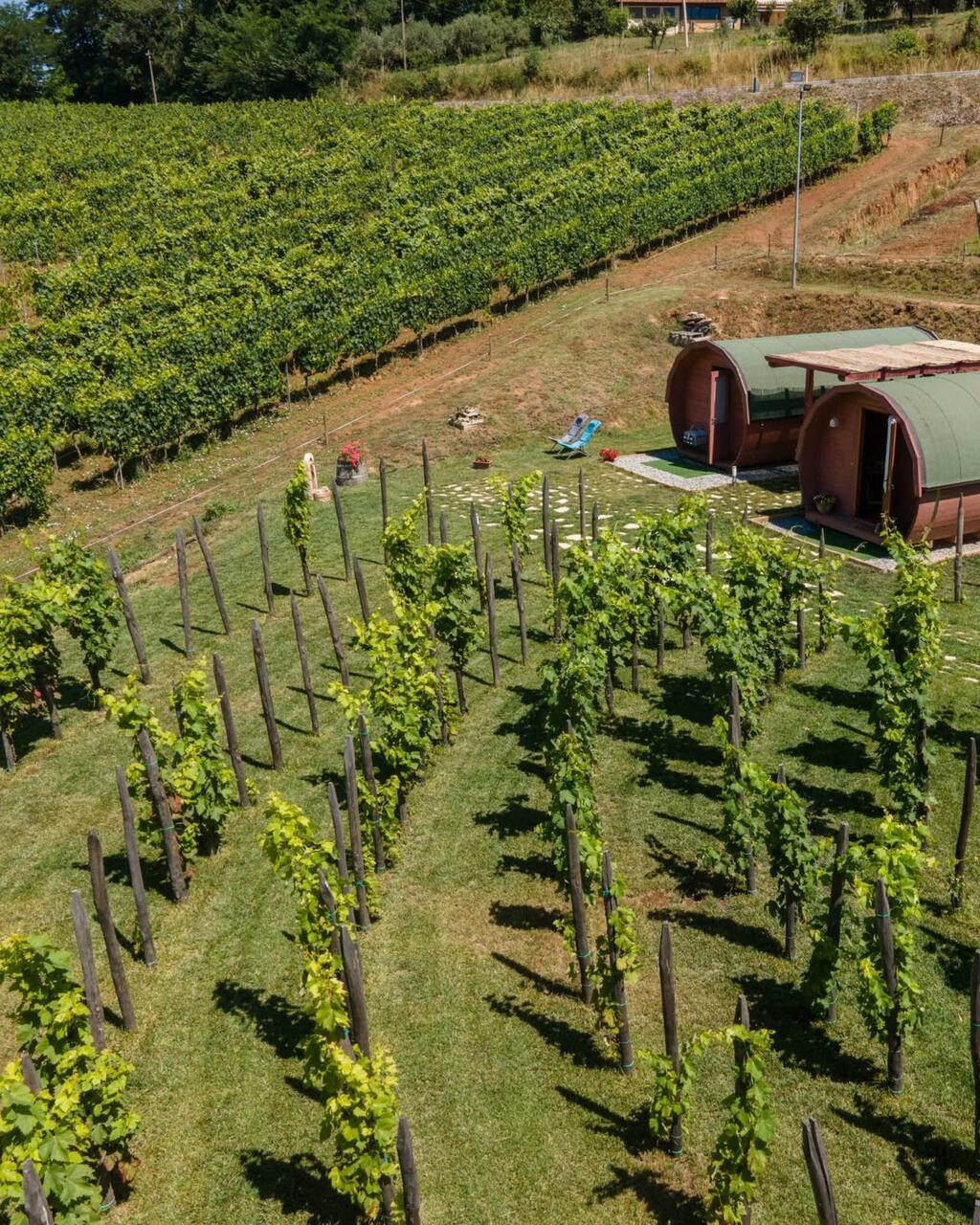 vendemmia