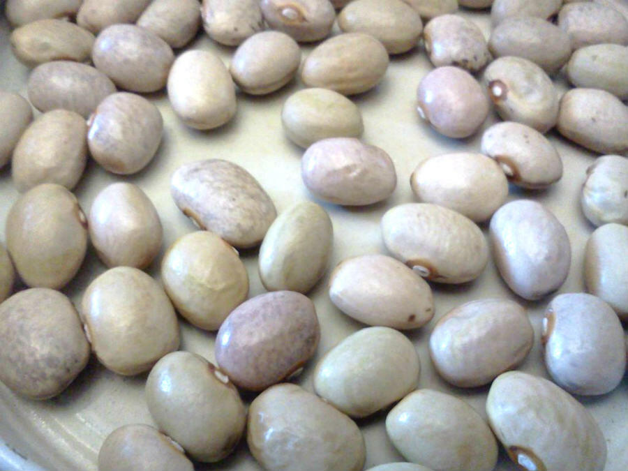 Fagioli di Caria