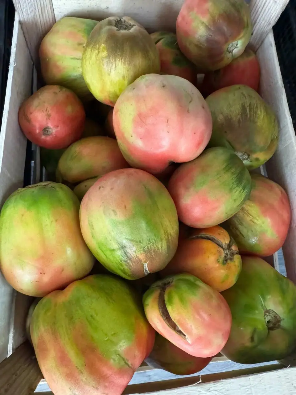 Pomodori cuore di bue