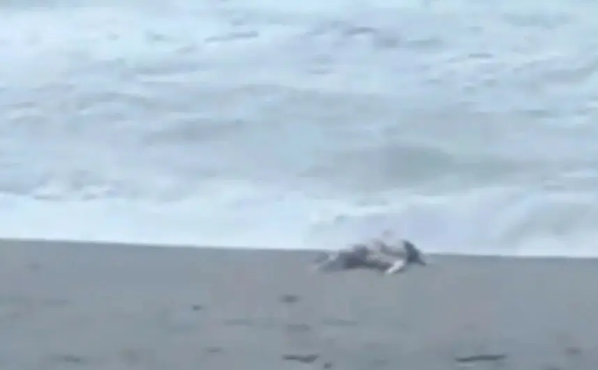 Cadavere ritrovato ad Amantea