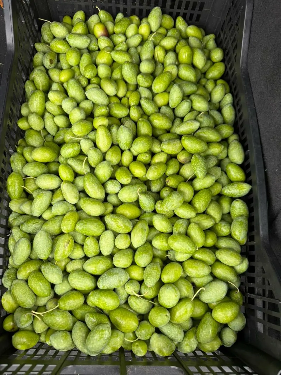 olive