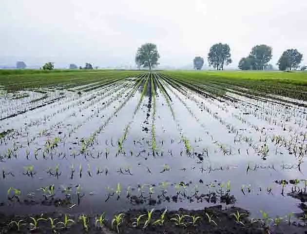 DanniMaltempoAgricoltura