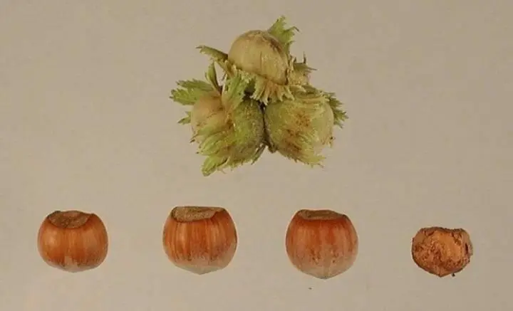 Tonda di calabria