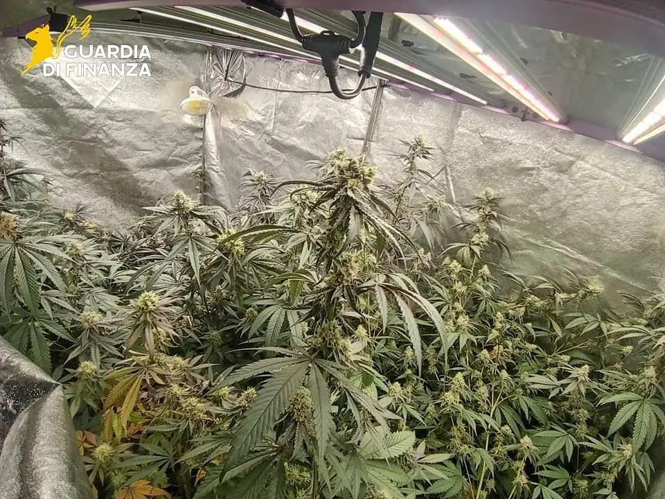 La marijuana sequestrata