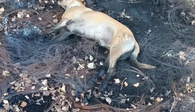 Cane avvelenato e bruciato a Tortora