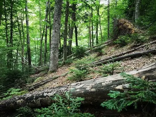 Parco Nazionale della Sila