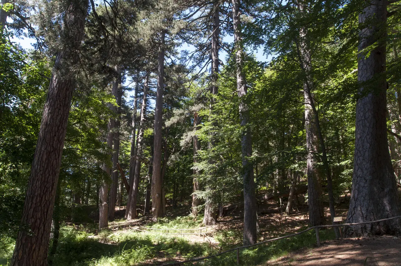 I Giganti della Sila