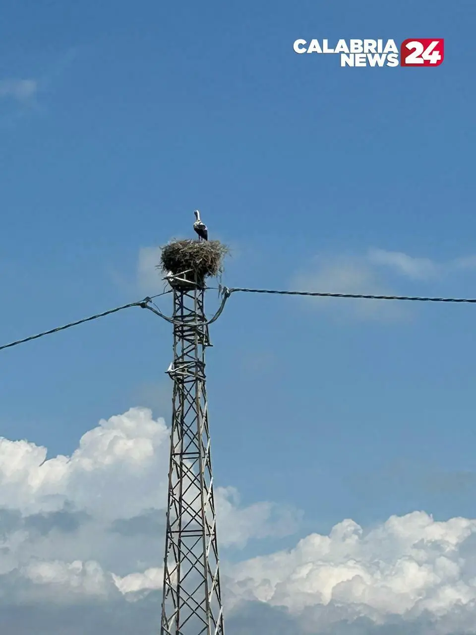 cicogna