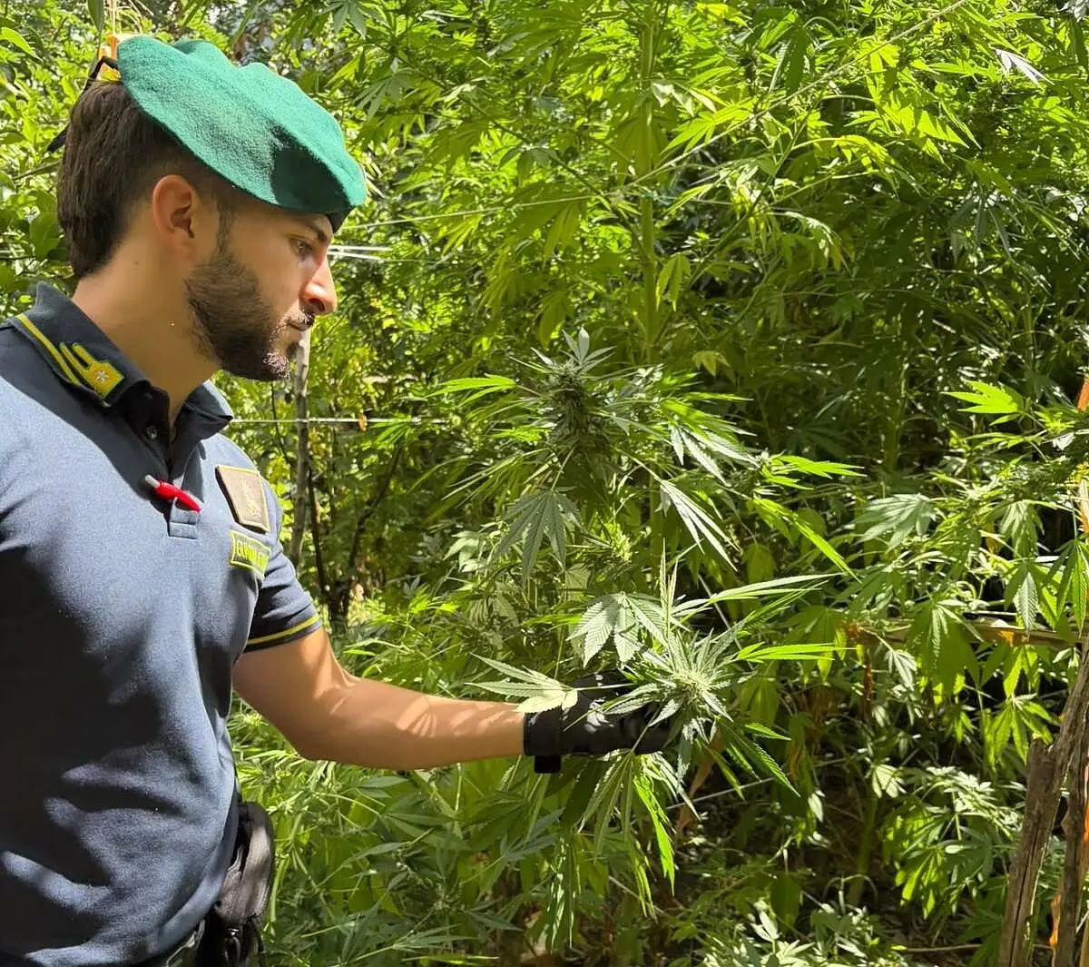 Pianta di marijuana