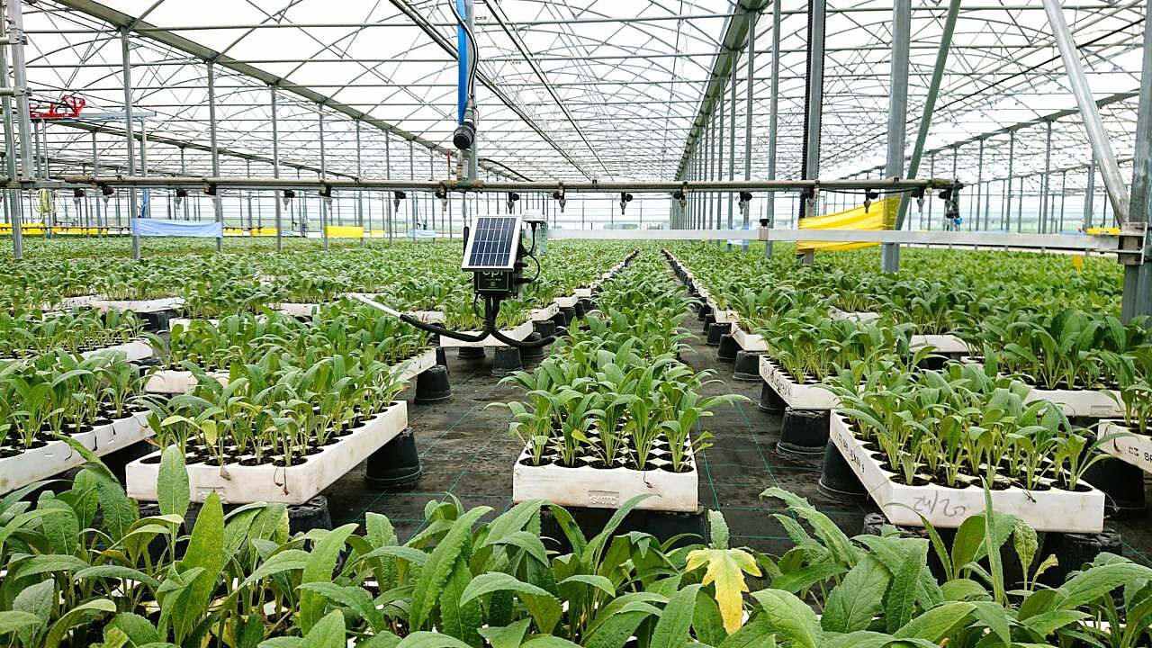 Un vivaio agricolo