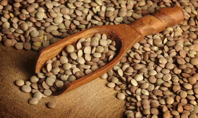 La lenticchia di Mormanno