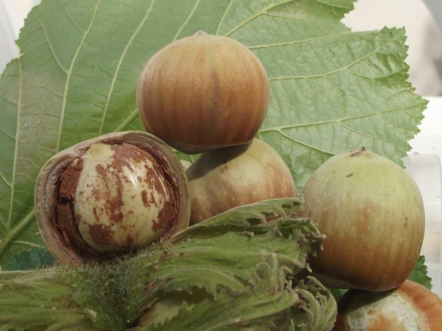 Nocciola Tonda Calabrese