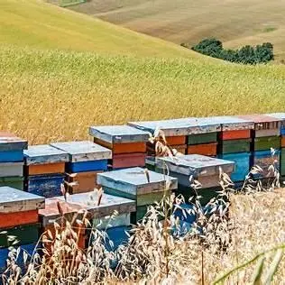 apicoltura