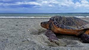 Una tartaruga caretta caretta
