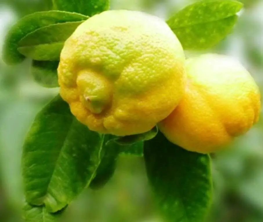 Piretta Calabrese