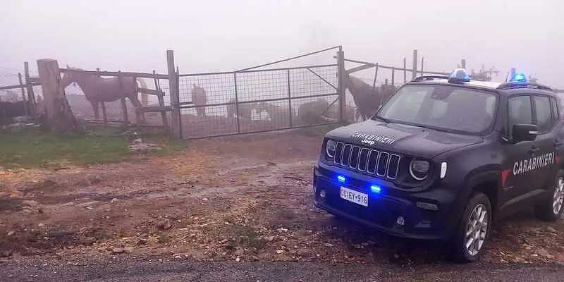 I cavalli scovati dai carabinieri