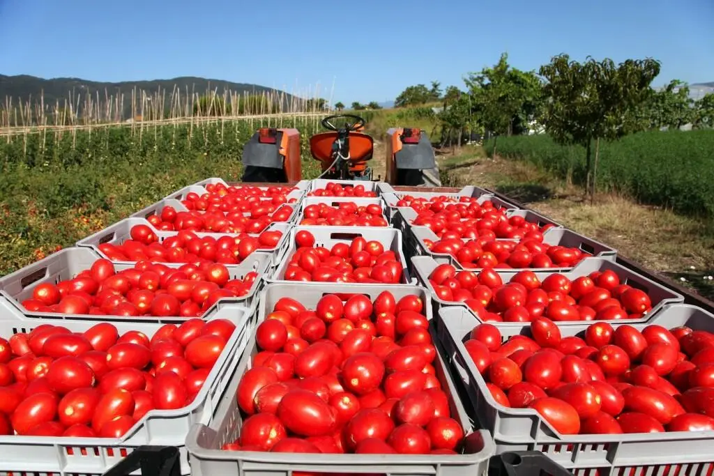 Pomodori