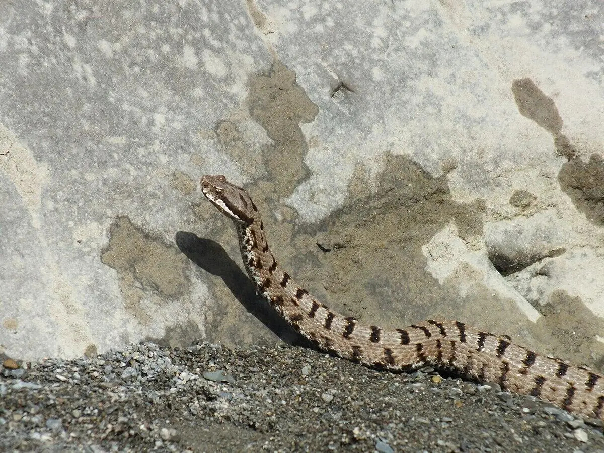 vipera