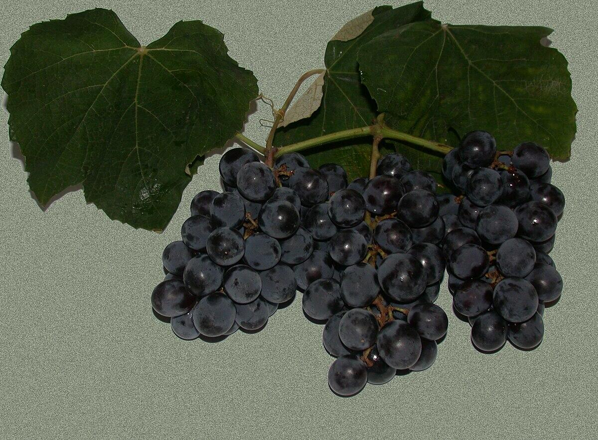 Uva Fragola