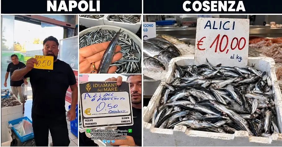 Alici