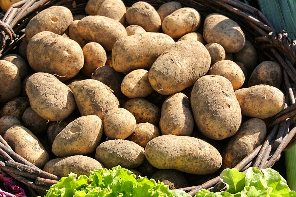 La patata della Sila