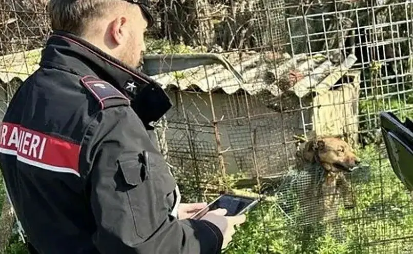 I cani rinchiusi a Chiaravalle