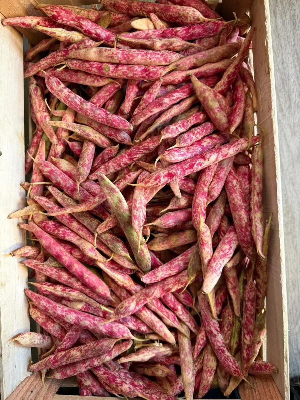 borlotti