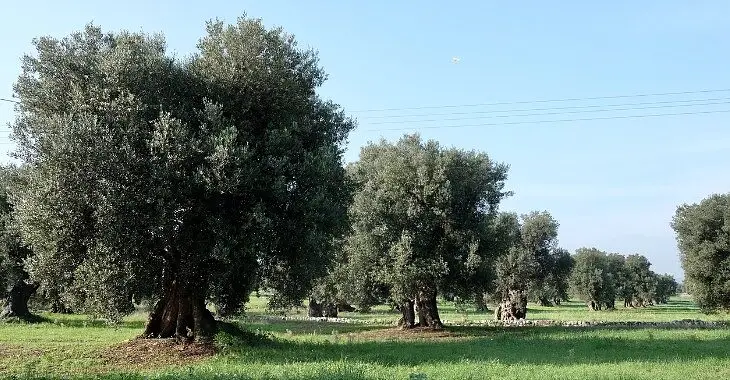 alberi ulivo