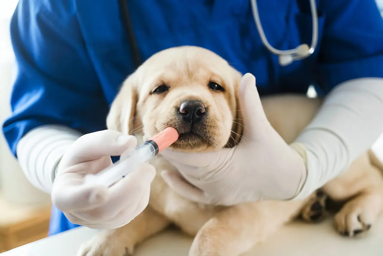 cane e veterinario