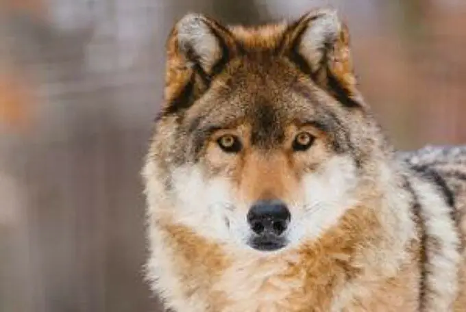 lupo