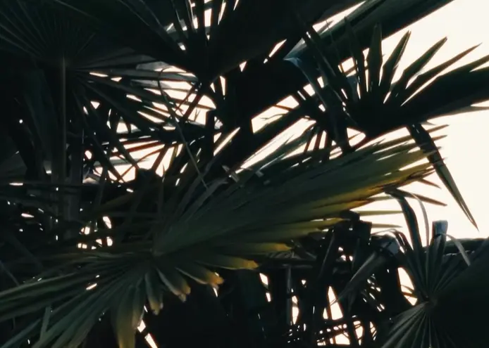 Coco