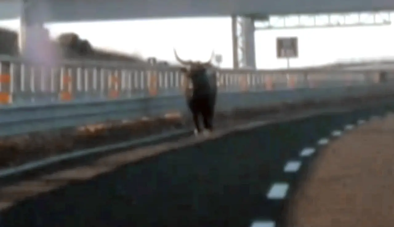 Toro in autostrada sulla A14, chiusa temporaneamente l’uscita Mottola
