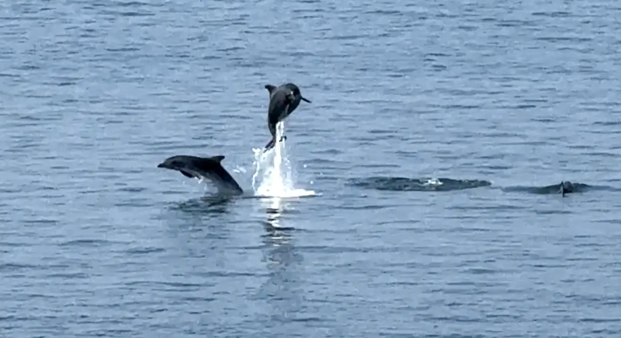 Delfini in Mar Grande (foto Massimo Todaro)