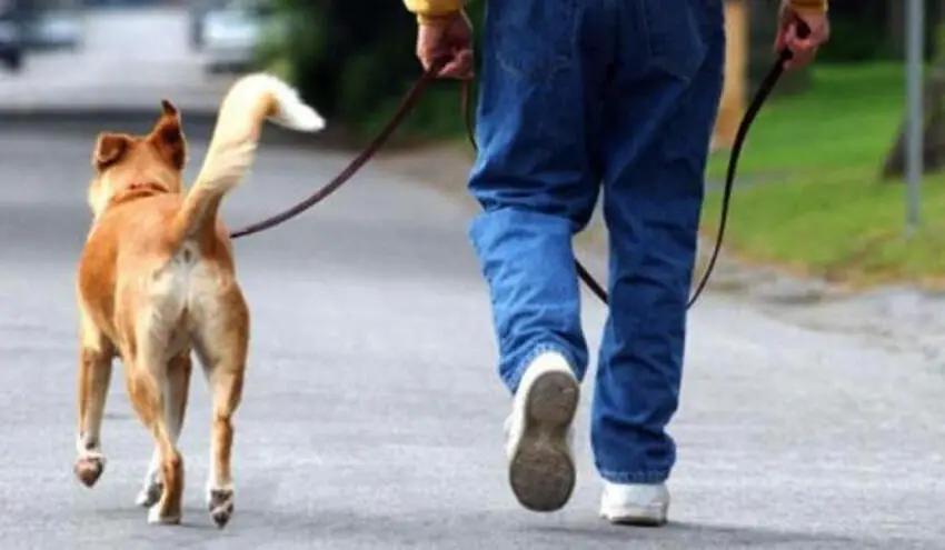 Cane a passeggio