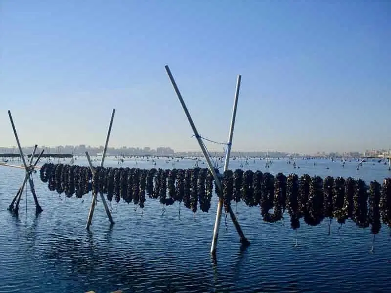 Cozze in Mar Piccolo