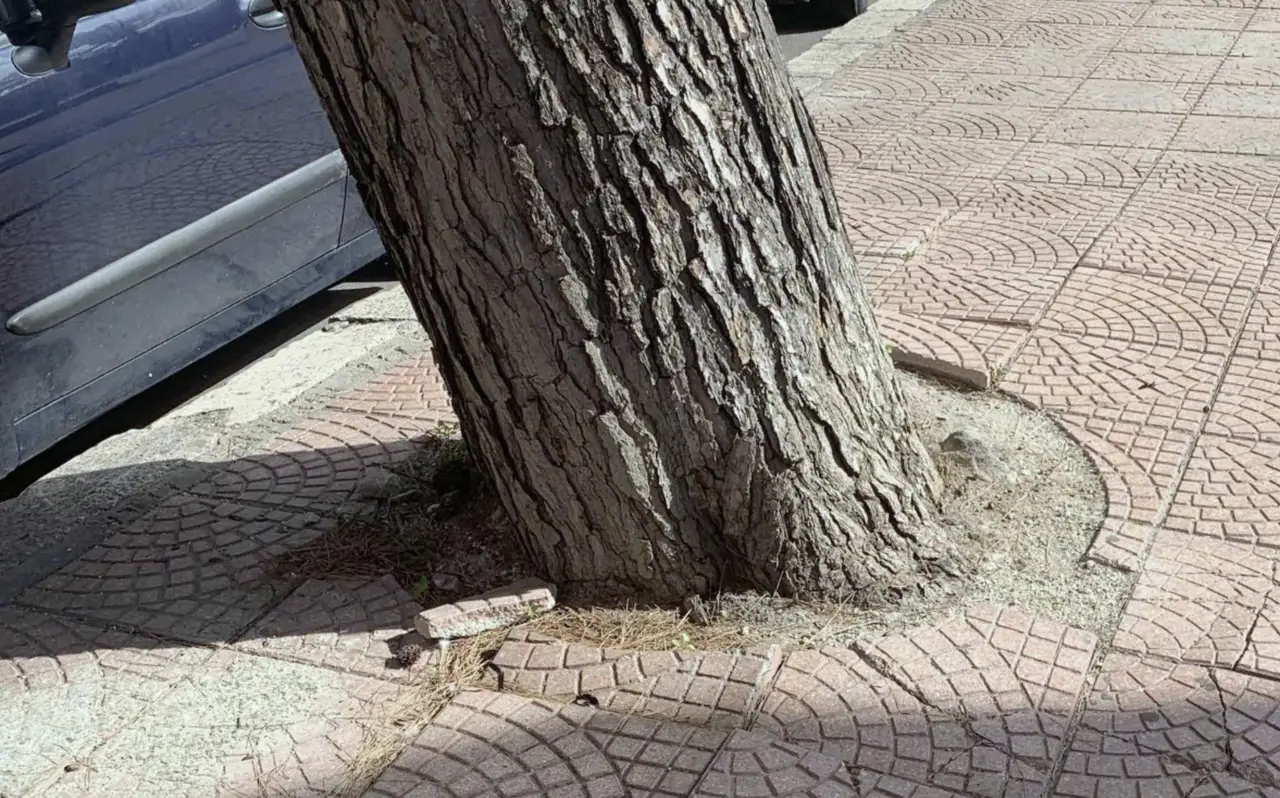 Taranto, abbattimento di un pino pericolante in Piazza Garibaldi
