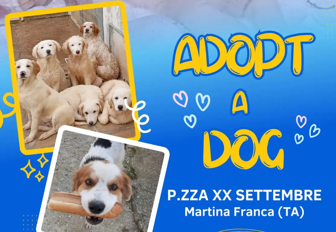 Martina Franca, “Adopt a dog”