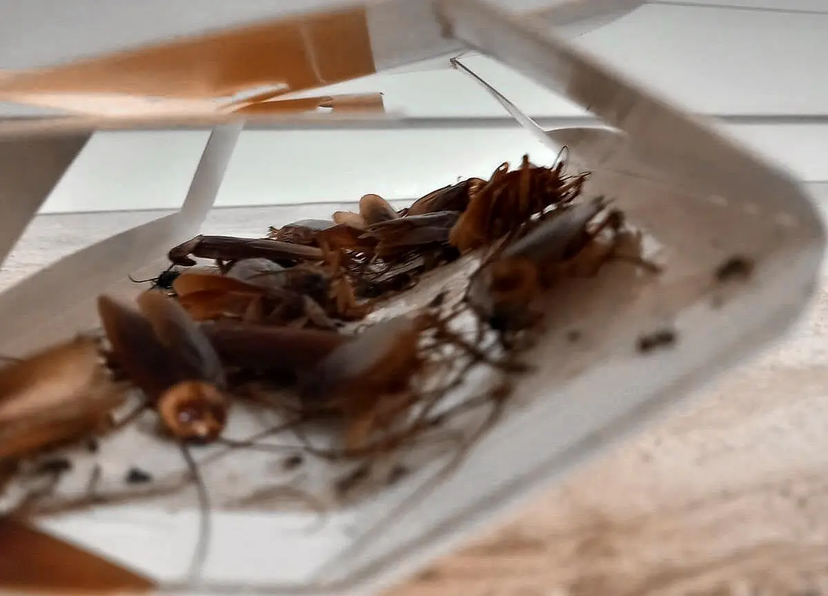 Blatte postazioni 118