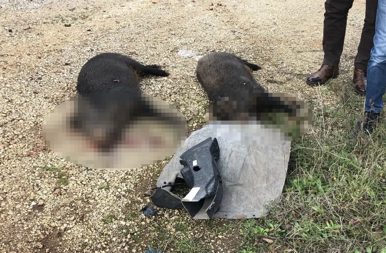 Scontro con cinghiali, tragedia sfiorata sulla Massafra-Martina Franca