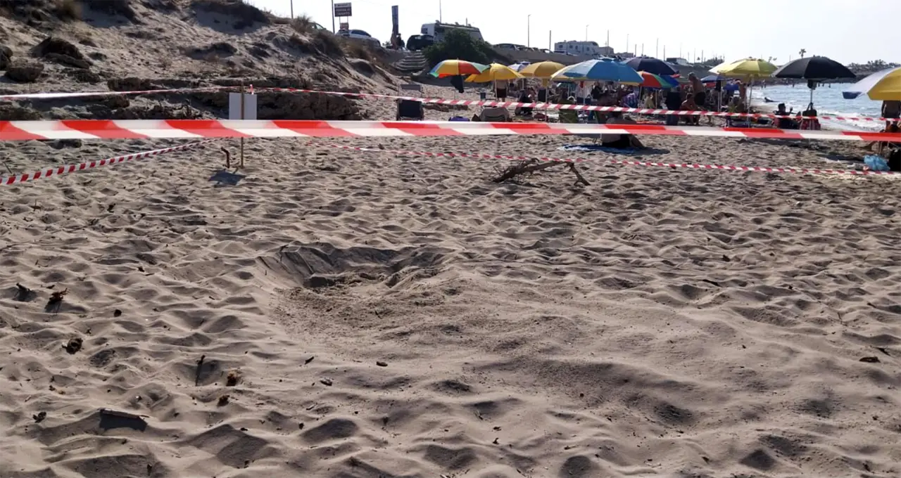 Nido di tartaruga "Caretta Caretta"