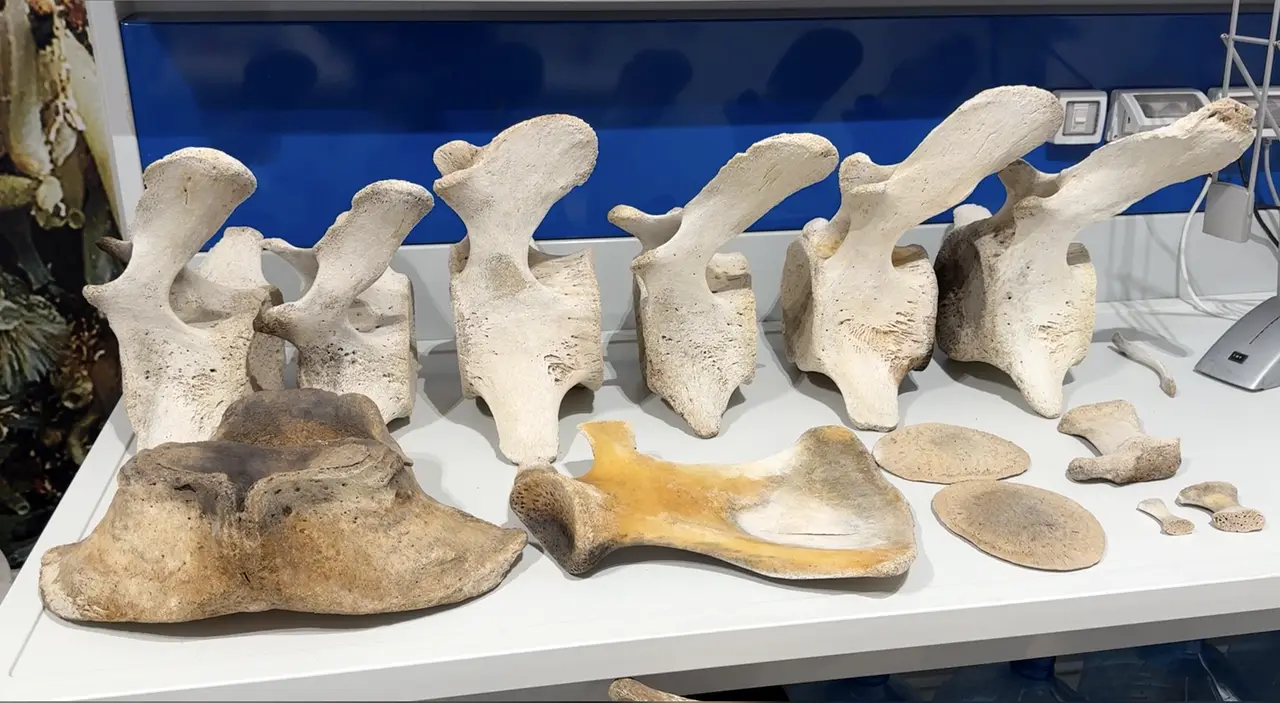 Il capodoglio di Polignano a Mare rivive a Taranto!  (foto Massimo Todaro/AntennaSud)