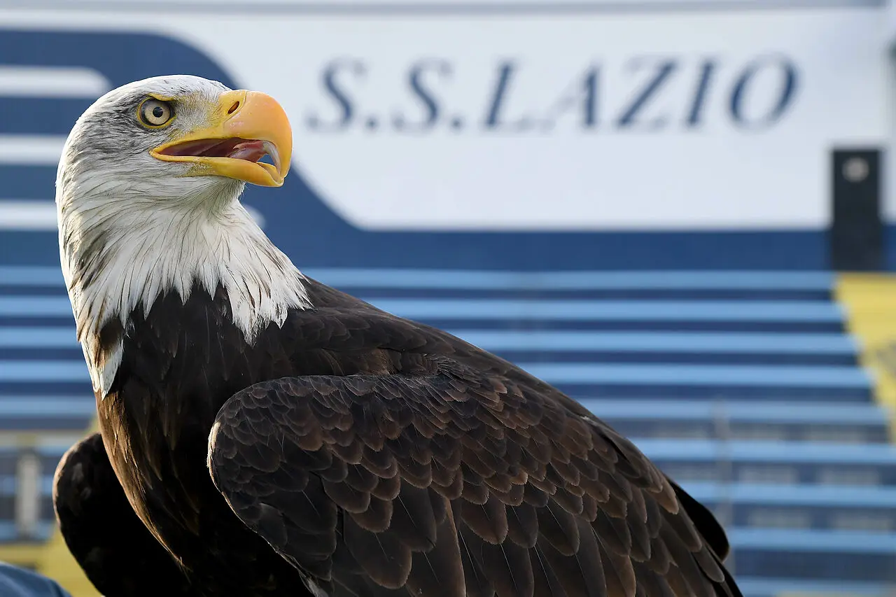 Aquila Flaminia - Via onefootball (Photo by Marco Rosi - SS Lazio/Getty Images)