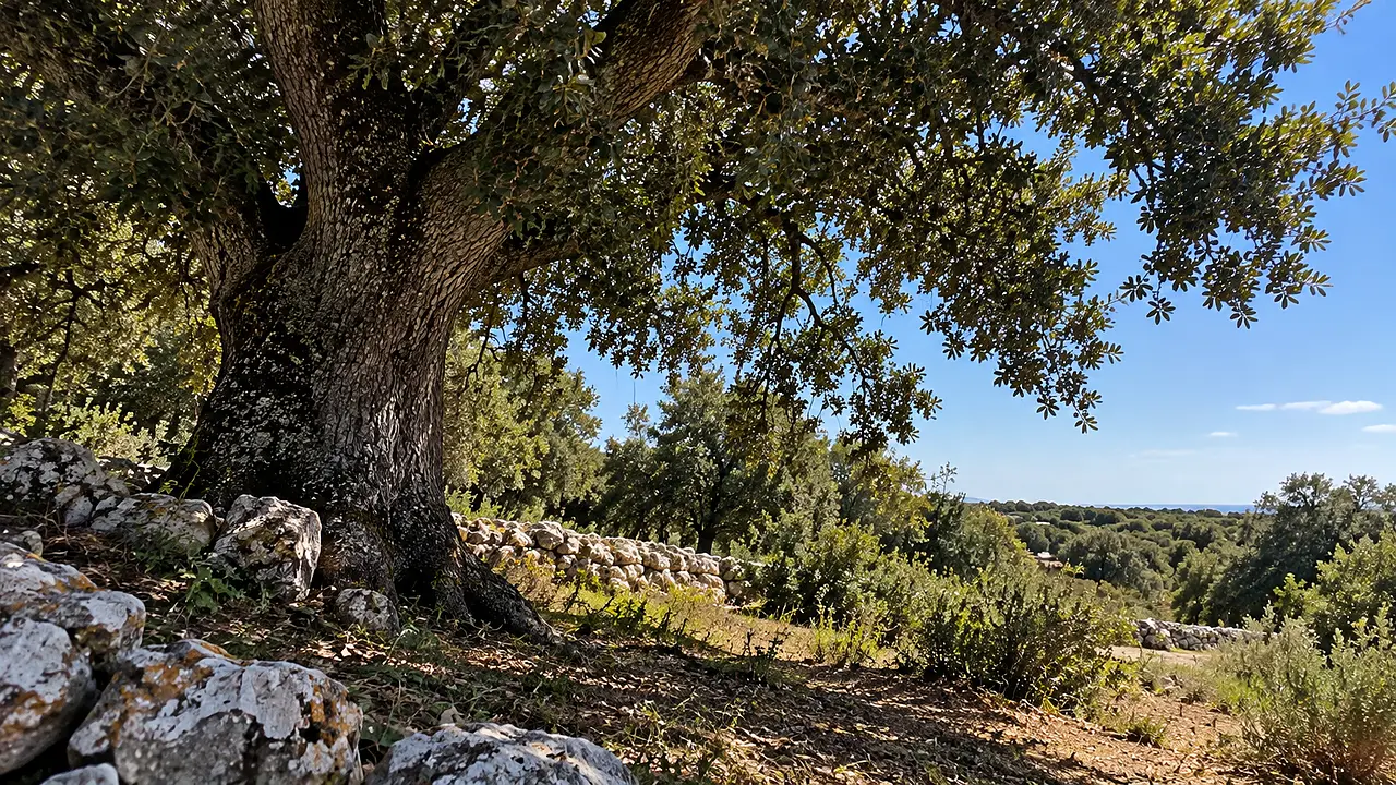 leccio